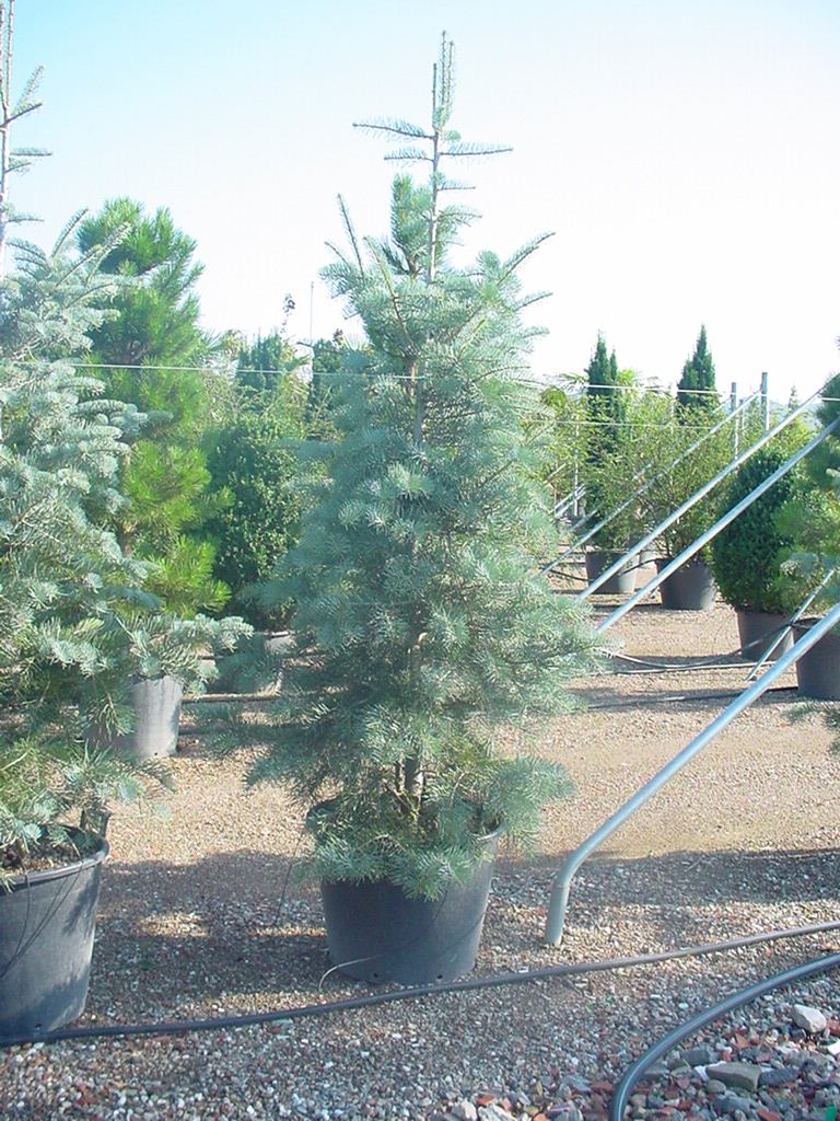 Abies_concolor___48b962c8a44c6.jpg
