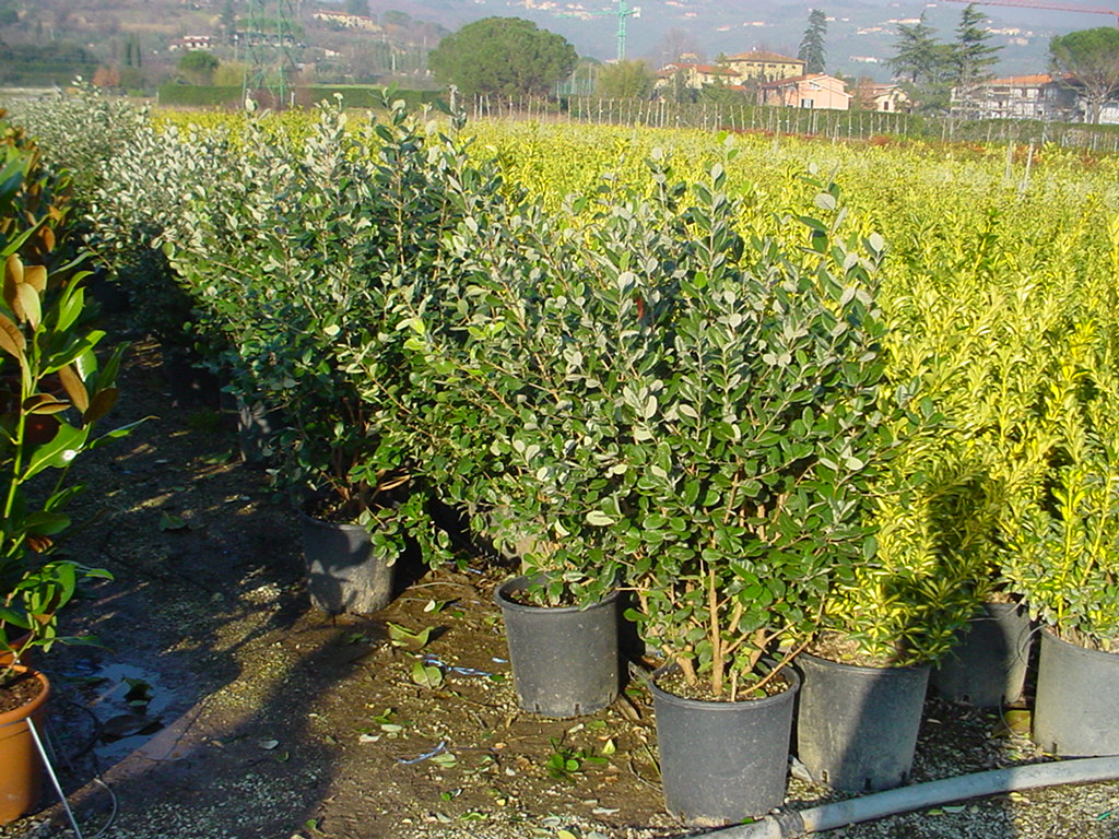 Acca_sellowiana__48b963519d43d.jpg