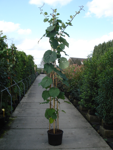 Actinidia_delici_4986b9a6ded26.jpg