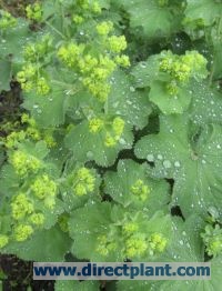 Alchemilla_molli_4a6b2806d7550.jpg