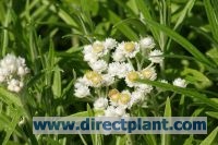 Anaphalis_margar_4a6b28a6d6076.jpg