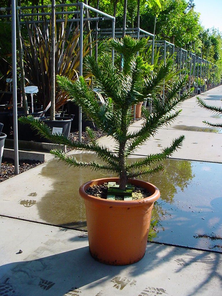 Araucaria_arauca_48b967806be0e.jpg