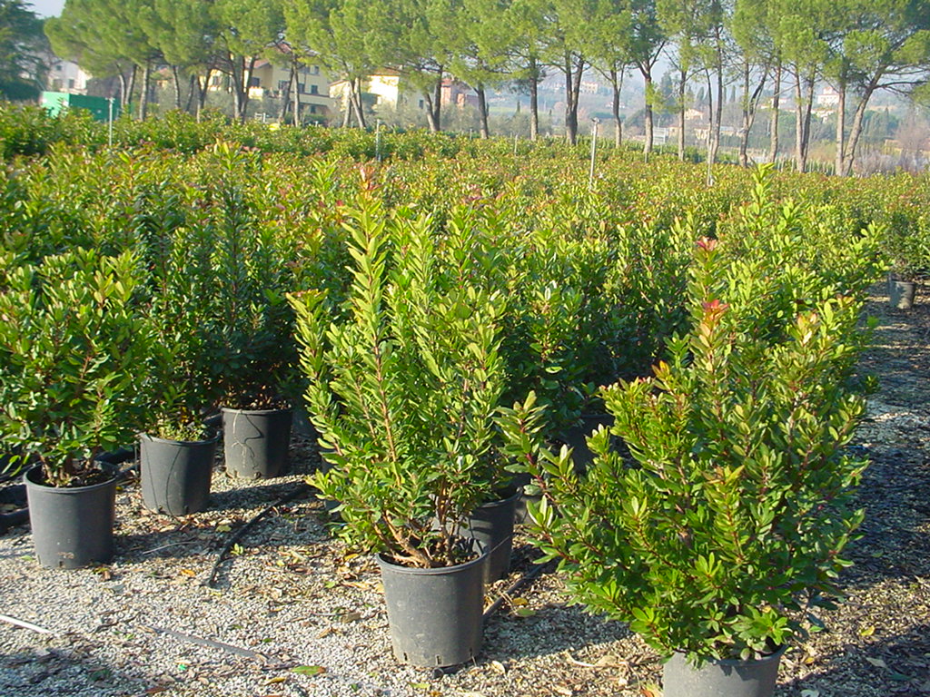 Arbutus_unedo__A_48b967f597a85.jpg