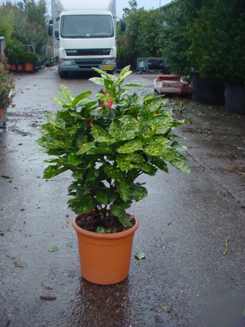 Aucuba_jap.__Cro_48b9681b35f21.jpg