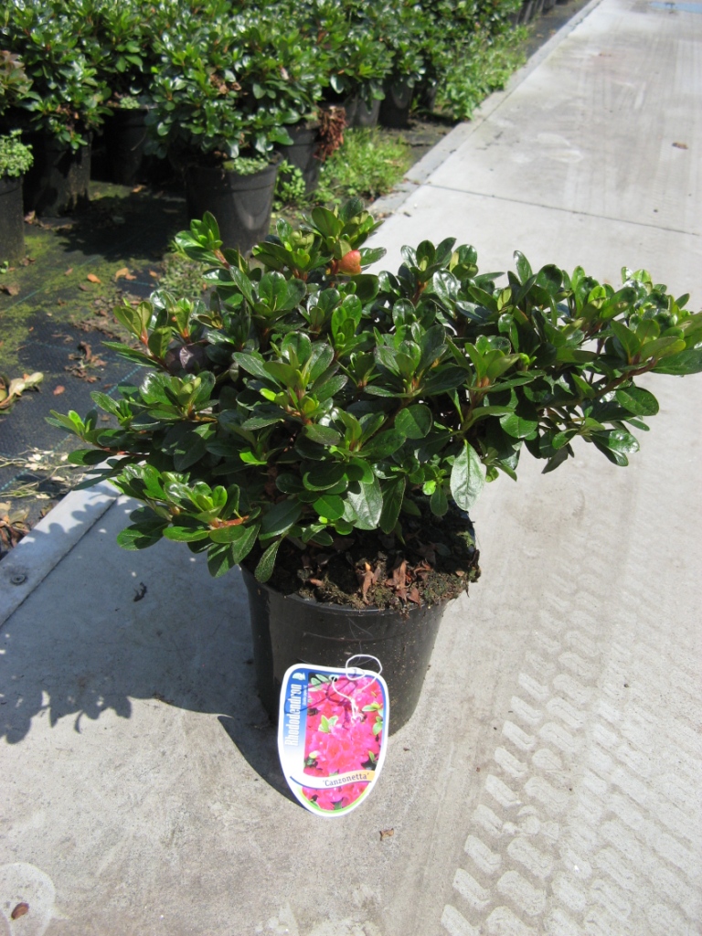 Azalea__J___Canz_48b1617794b15.jpg