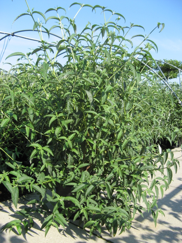 Buddleja_dav.__B_48b1459b36b41.jpg