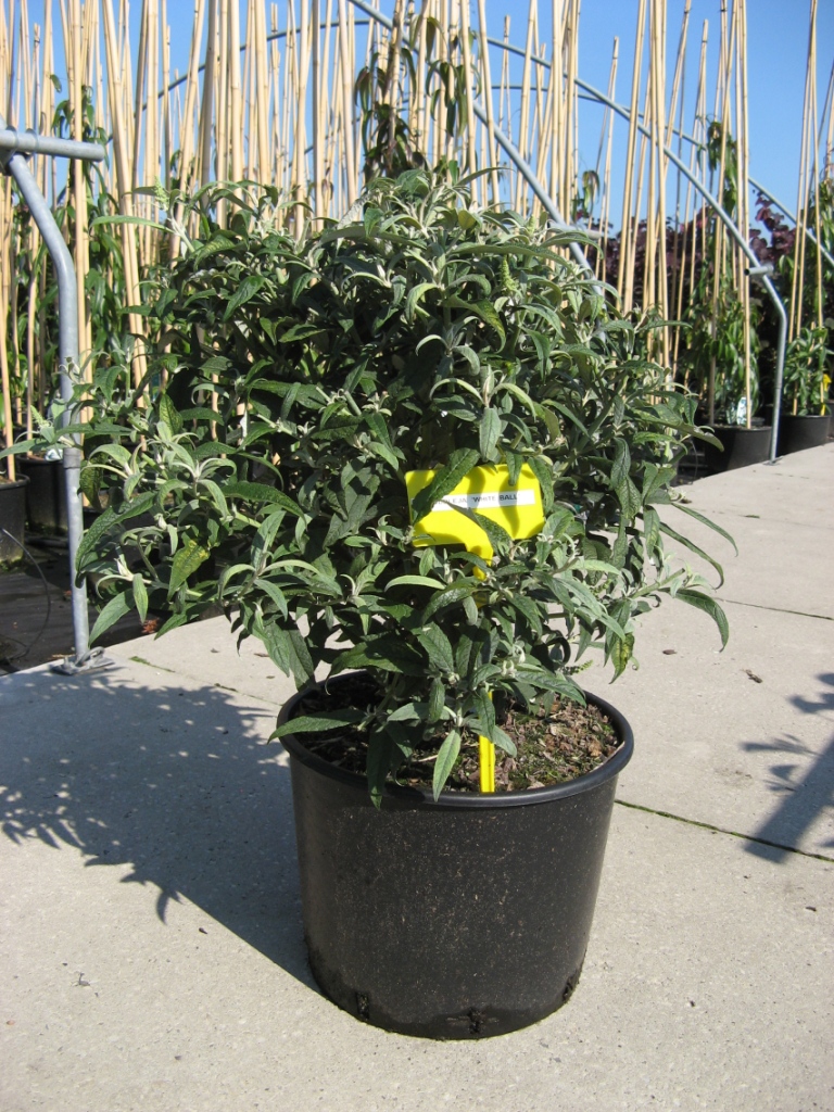 Buddleja_dav.__W_48b1588e4ea45.jpg