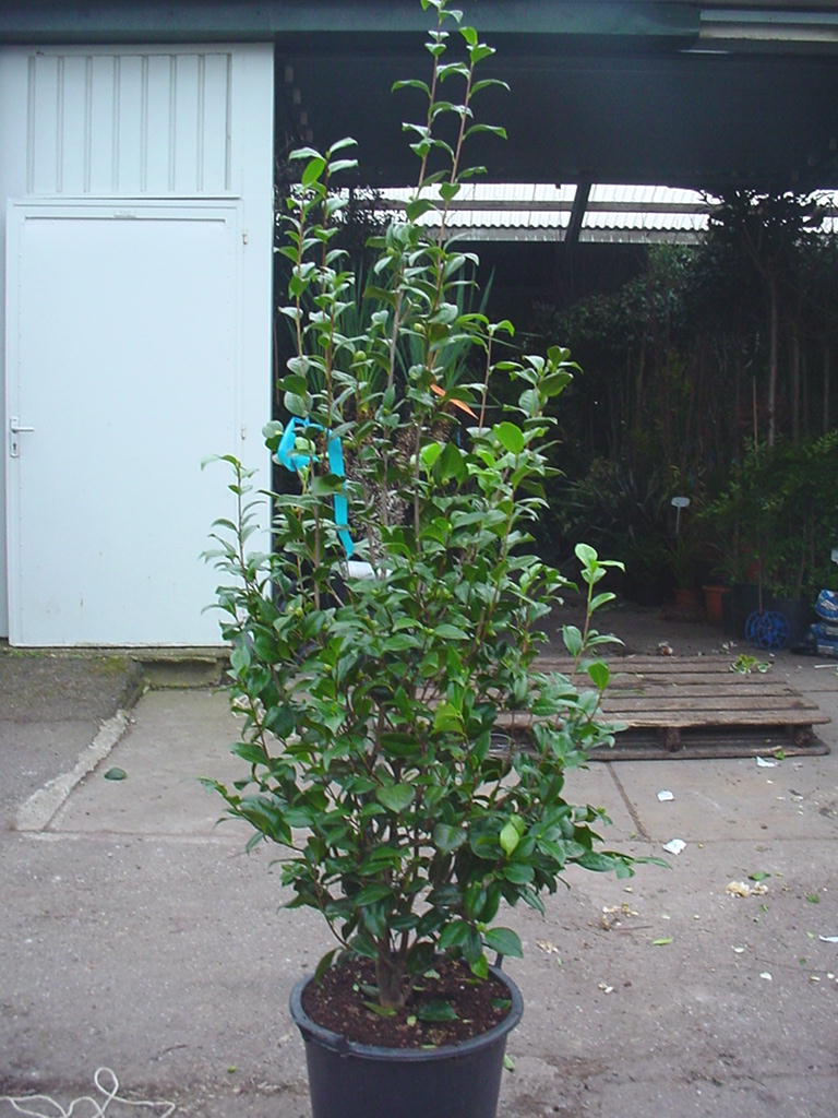Camellia_japonic_48b96b8e58d33.jpg