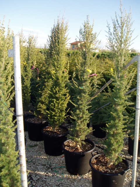Cedrus_l.__Fasti_48c3ad44a1c07.jpg