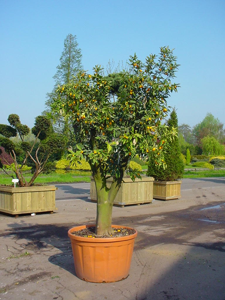 Citrus_kumquat_48c3be191732e.jpg