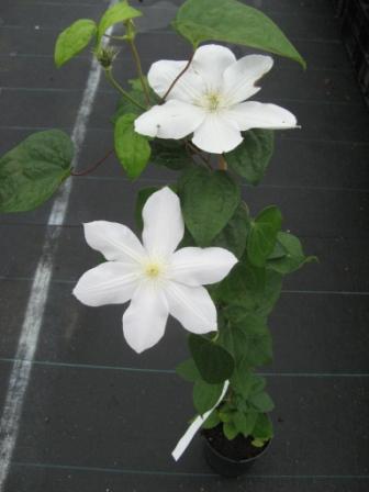 Clematis__Madame_4945093c02c7b.jpg