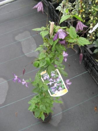 Clematis_viticel_49450d9d829a8.jpg