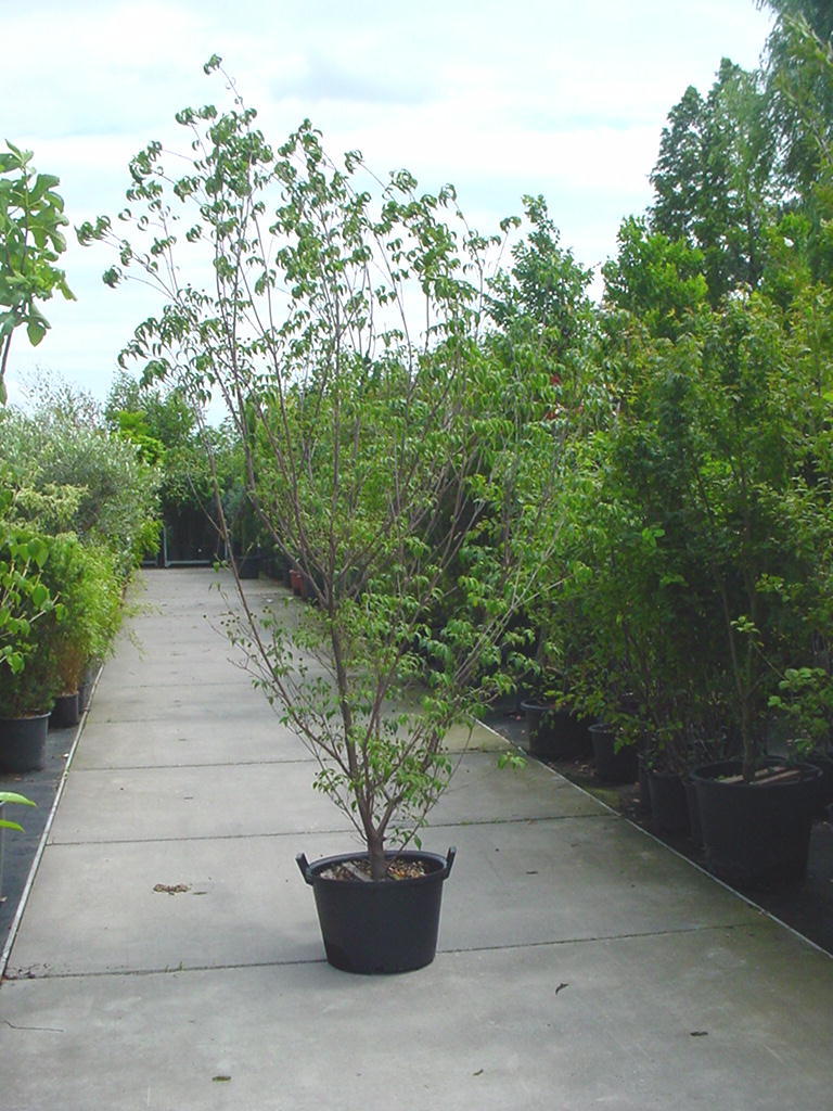 Cornus_k._Chinen_48c3cfab7b95d.jpg