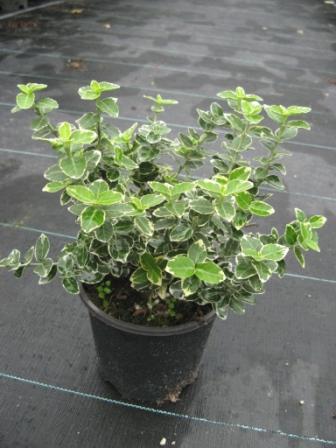 Euonymus_f.__Eme_490617ef4bd12.jpg