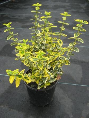 Euonymus_f.__Eme_49061ae97c678.jpg