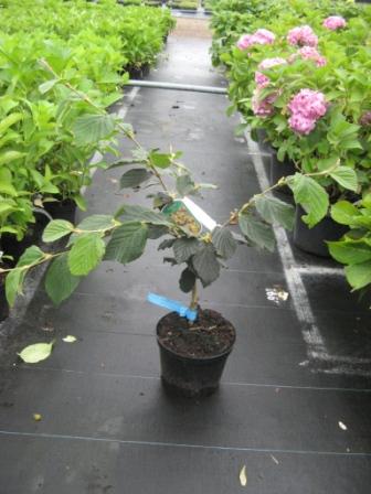 Hamamelis_int.___49578f51e3c7c.jpg