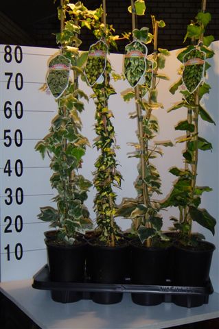 Hedera_helix__Go_48b177a462137.jpg