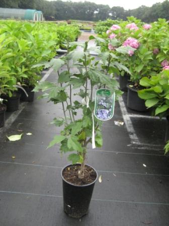 Hibiscus_s.__Ois_495880dfdc8d5.jpg