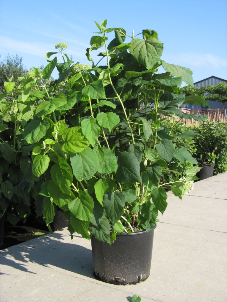 Hydrangea_arb.___48b142ffbd849.jpg