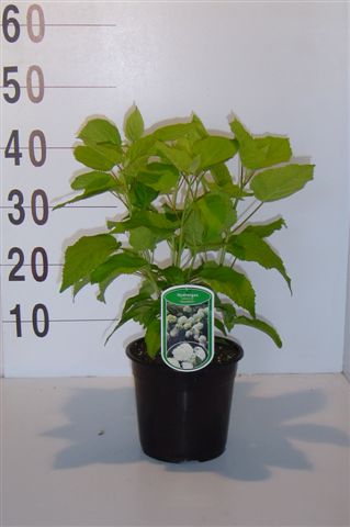 Hydrangea_arb.___48b1786f2e05e.jpg