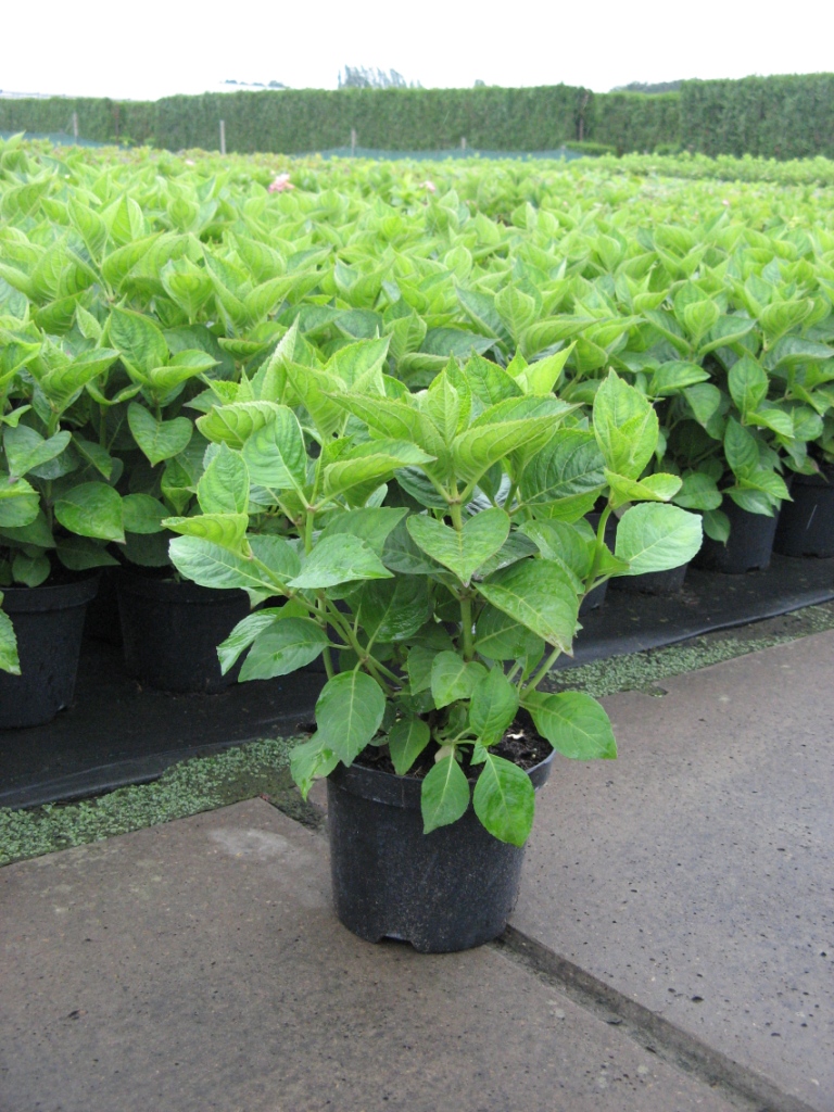 Hydrangea_macr.__48b01d197054c.jpg