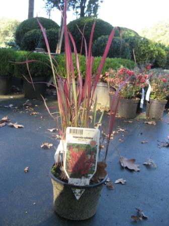 Imperata_c.__Red_4959f296603a9.jpg