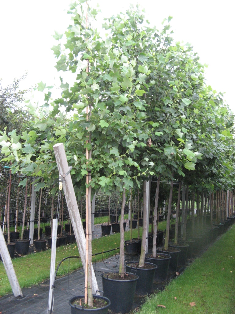 Liriodendron_tul_48b4472b547a7.jpg