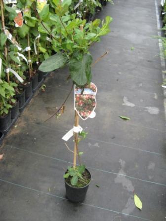 Lonicera_per.__B_4944f7c44df02.jpg
