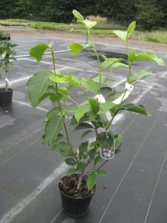Magnolia_s.__Sup_49588200630c4.jpg