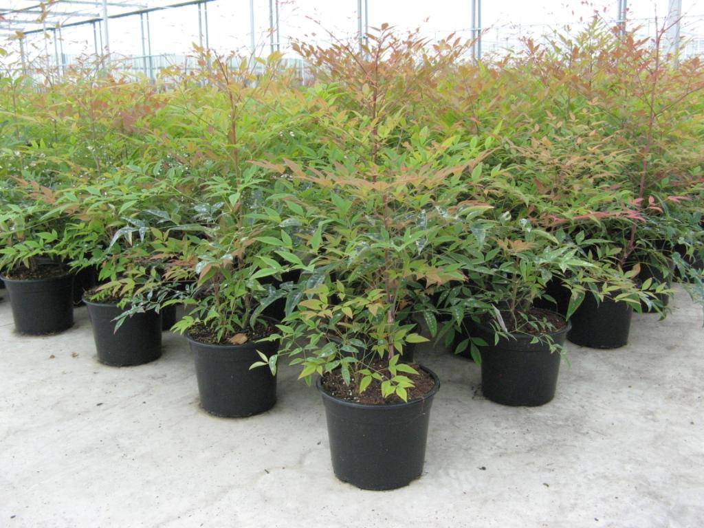 Nandina_domestic_48b43fe75e9fc.jpg