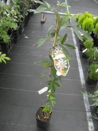 Passiflora_caerc_4944f33af377a.jpg