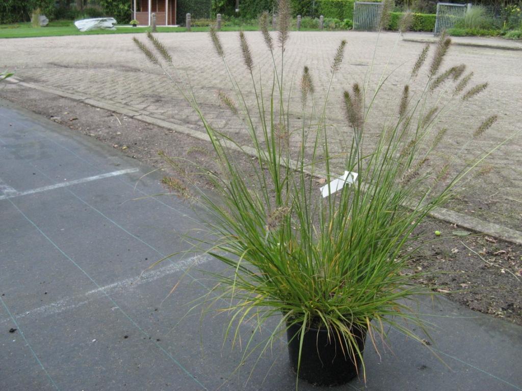 Pennisetum_alop._48fb269a3f2ed.jpg