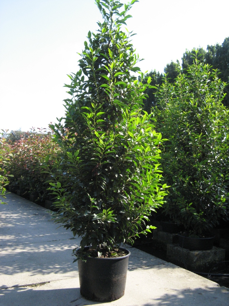 Prunus_lus.__Ang_48b1495d883cb.jpg