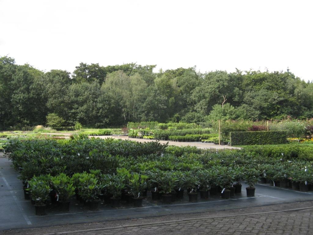 Rhododendron__Cu_49588f8a36fda.jpg