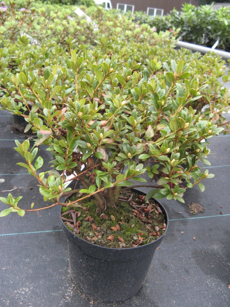 Rhododendron__Mo_48fb2999b0389.jpg