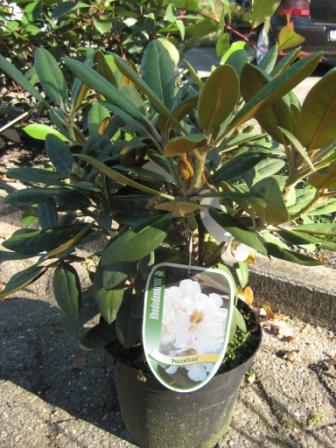 Rhododendron__Po_4959f712106ef.jpg