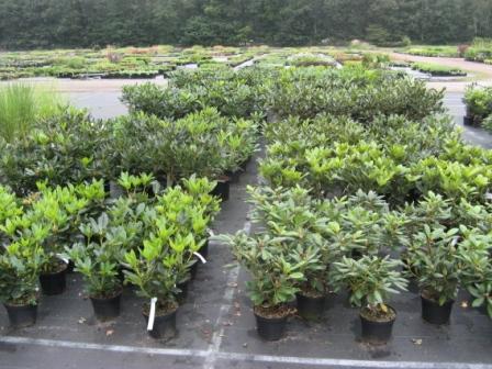 Rhododendron_c.__49588852ee54a.jpg
