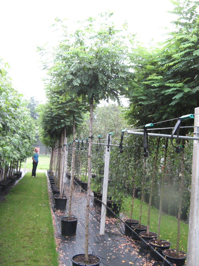 Robinia_pseud.___48b447535b478.jpg
