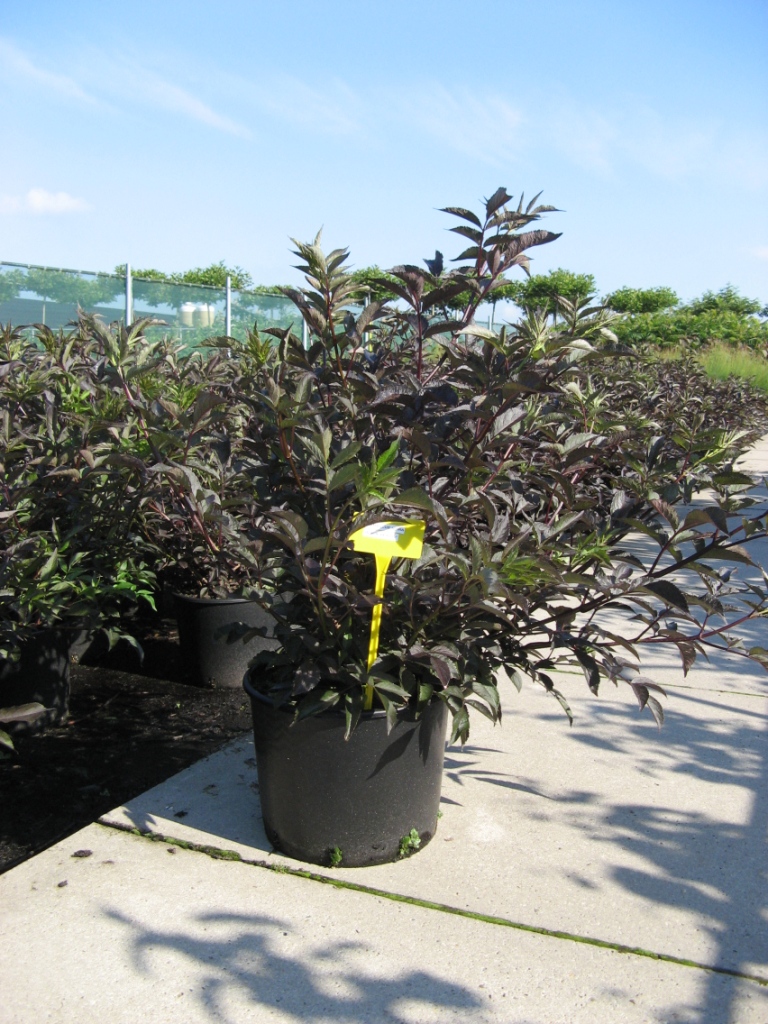 Sambucus_n.__Bla_48b146bd325a9.jpg