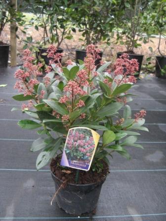 Skimmia_jap._Rub_4915a75f623a1.jpg