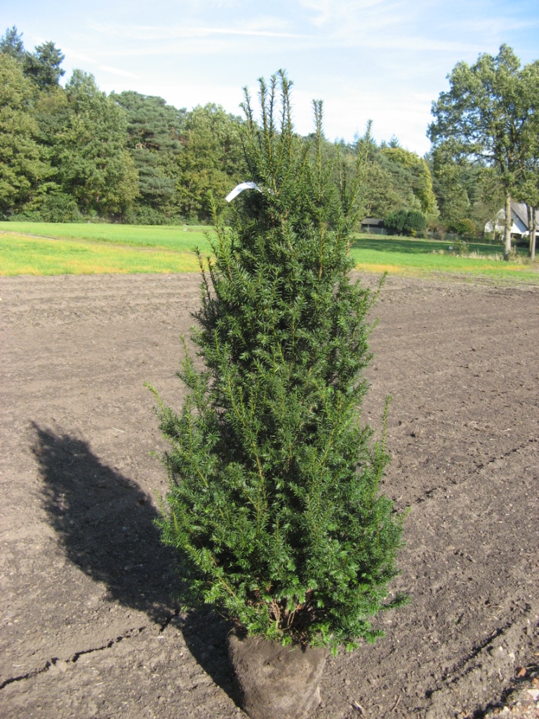 Taxus_baccata__V_48ff67829aa5d.jpg