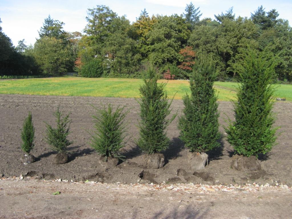 Taxus_baccata__V_48ff6934c9d0a.jpg