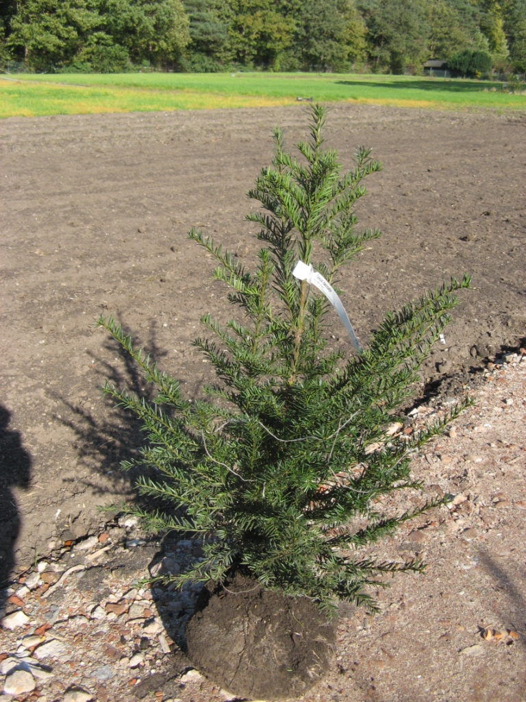 Taxus_baccata__V_48ff6c3c499d2.jpg