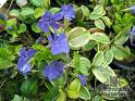 Vinca_m.__Aureov_4a87de75bfd9a.jpg