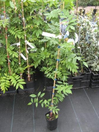 Wisteria_sin._Pr_490ad8dddac97.jpg