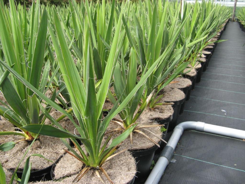 Yucca_filamentos_48b43e6071e5b.jpg
