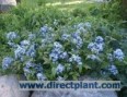 Amsonia_tabernae_4a6b28824563f.jpg