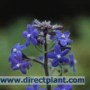 Anchusa_azurea___4a6b38857a393.jpg