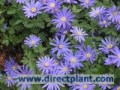 Anemone_blanda___4a6b38b867261.jpg