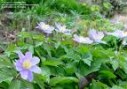 Anemone_nem.__Ro_4a6b401e55266.jpg